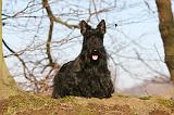 SCOTTISH TERRIER 068